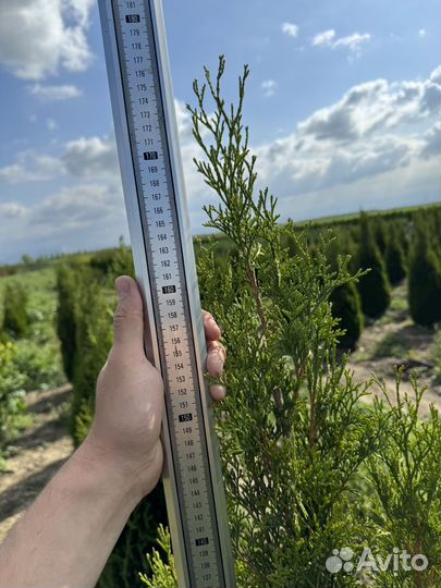 Туя смарагд