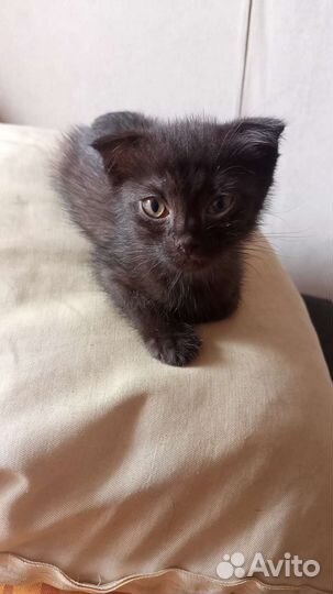 Кошка веслоухая