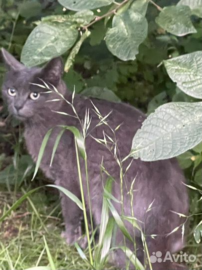 Котенок