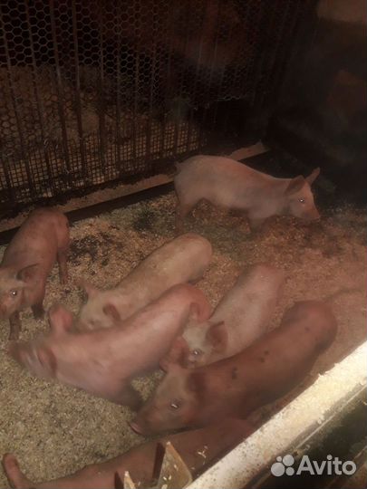 Поросята 2 месяц