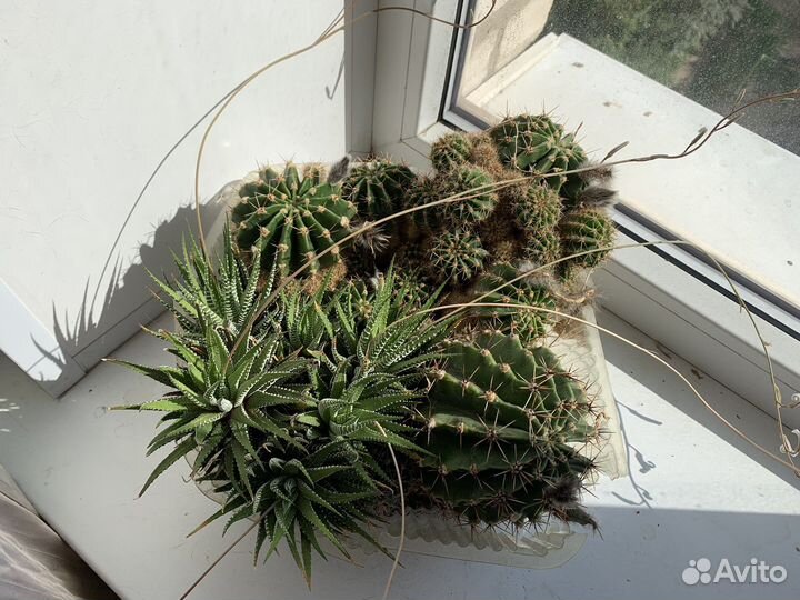 Кактусы и суккуленты