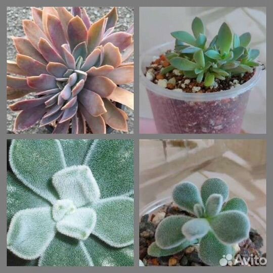 Суккуленты. Укорененные черенки