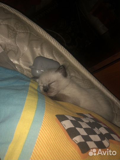 Отдам котят