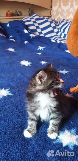 Котята мейкун