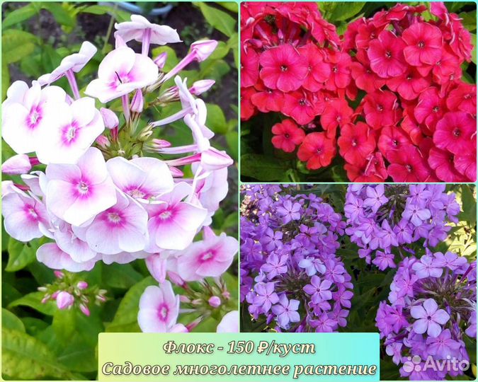 Садовые многолетние растения