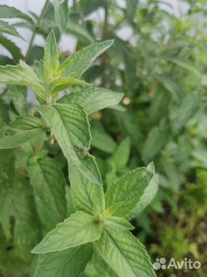 Мята сладкая, Мята перечная