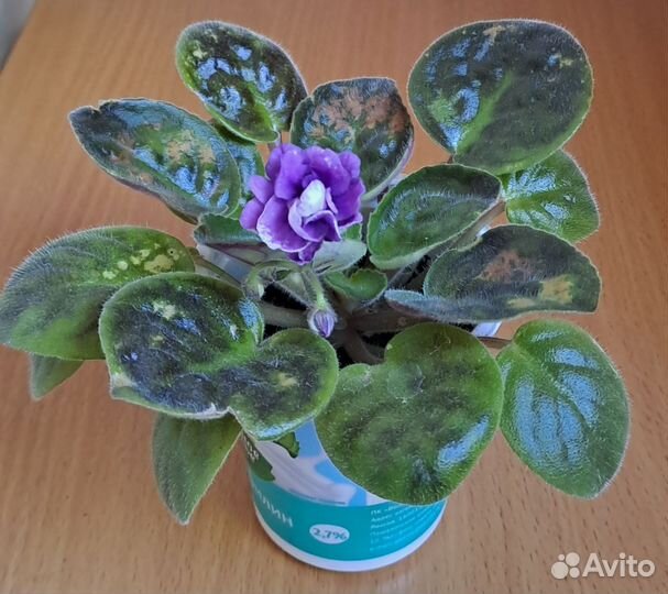 Укоренённые листочки фиалок с детками