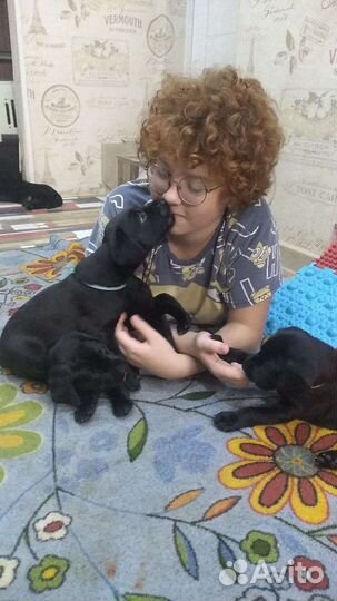 Щенки лабрадора черные