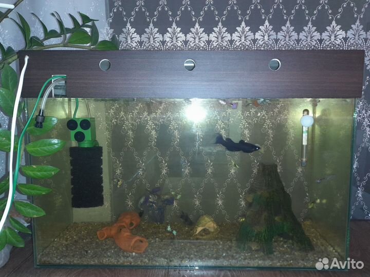 Аквариум с рыбками
