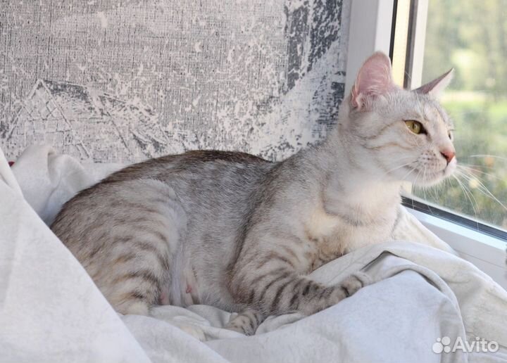 Шикарная кошка