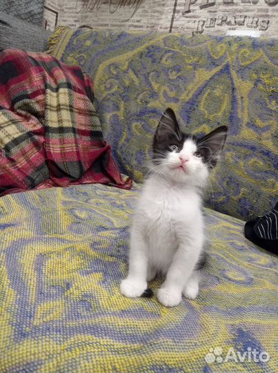 Кошка в дар бесплатно