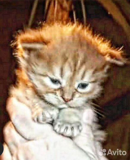 Рыженькое солнышко