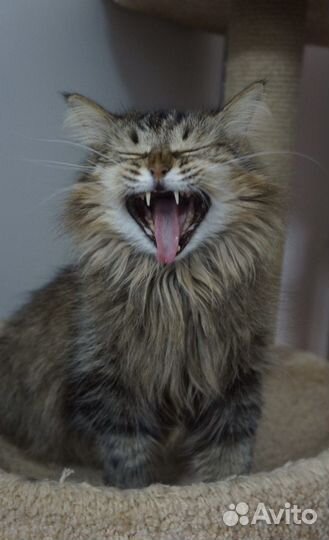 В ожидании семьи