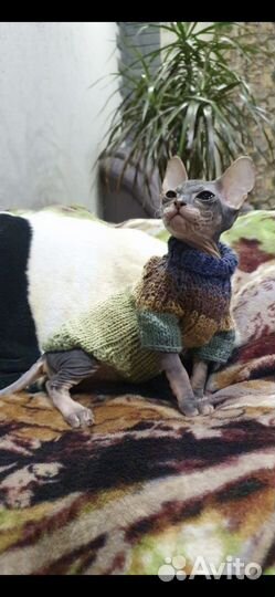 Одежда для собак