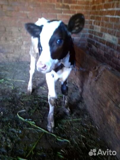 Телята бычки