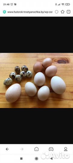 Утиное, куриное яйцо