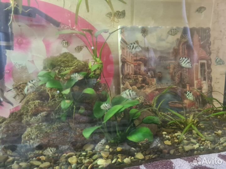 Сапфировый попугай