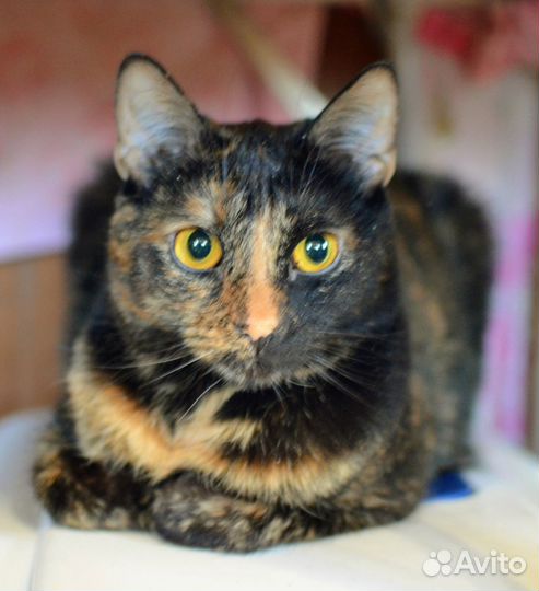 Оригинальные трёхцветные кошки в дар