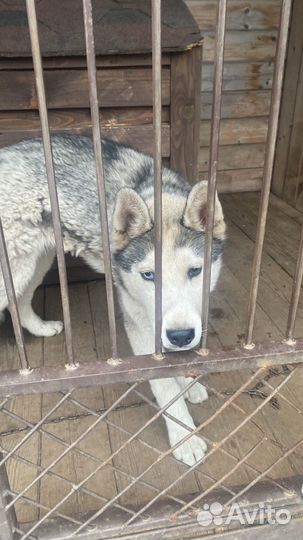 Сибирский хаски