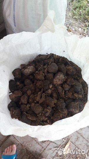 Навоз конский отборный, щепа