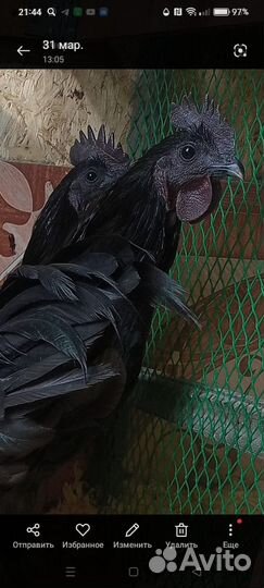 Петухи китайской породы Ухейилюй