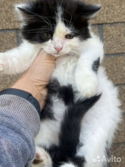 Котята ищут дом