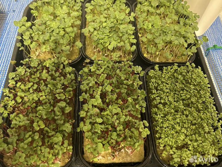 Микрозелень