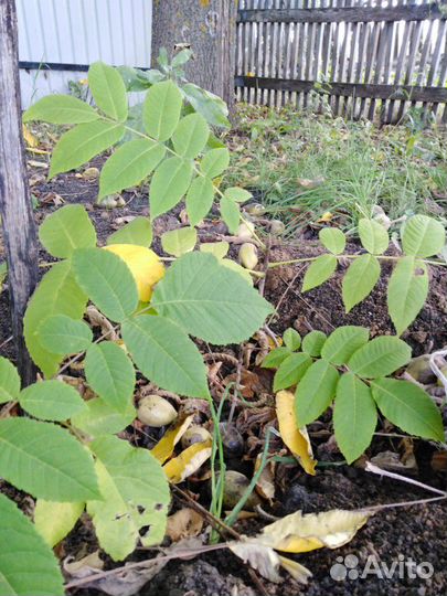 Саженцы маньчжурского ореха