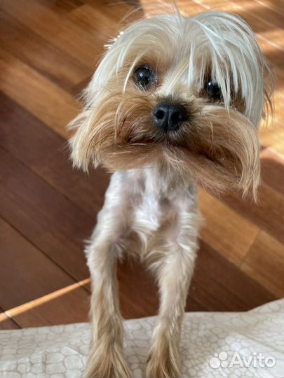 Йоркширский терьер мини мальчик