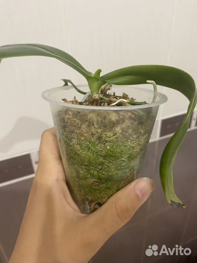 Орхидея фаленопсис