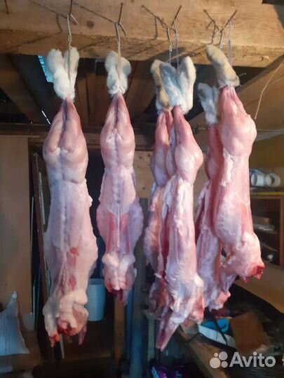 Продам мясо кролика