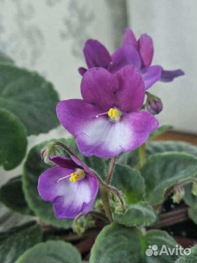 Фиалка цветущая