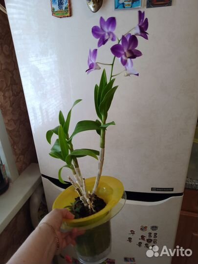 Дендробиум