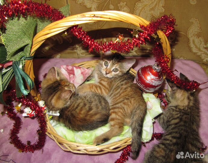 Котята полуторамесячные. Тепло, уют и счастье в до
