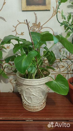 Калла белая