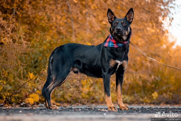 Дружелюбный Антей ищет дом