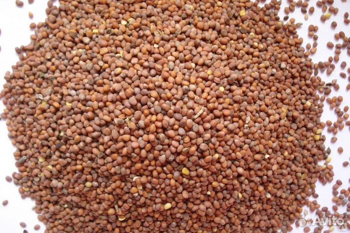 Редька масличная Тамбовчанка Рст