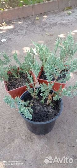 Можжевельник голубой Блю Чип