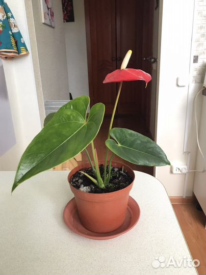 Комнатное растение Антуриум