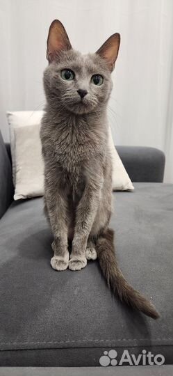 Русская голубая ищет жениха