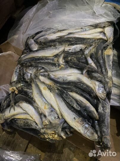 Рыба мороженная скумбрия брак на корм животным
