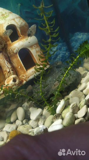 Аквариумные водоросли