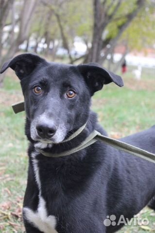 У Багиры нет ничего кроме клетки