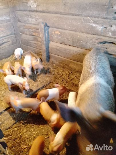 Поросенок ландрас