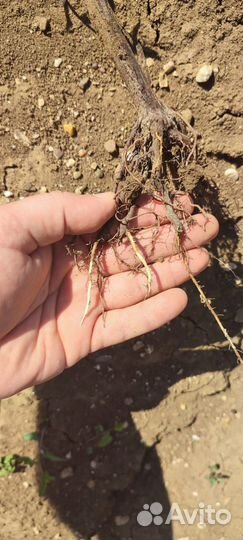 Саженцы винограда технических сортов