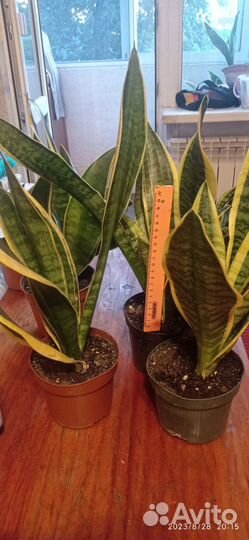 Продам Сансевиерию-щучий хвост