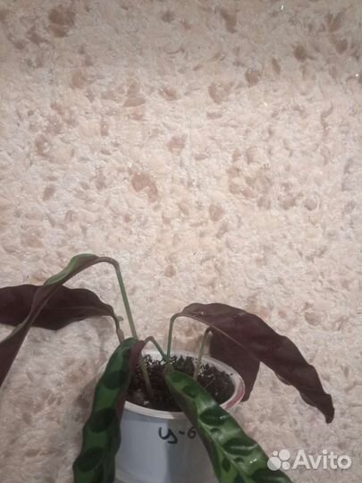 Лансифолия, фиалка