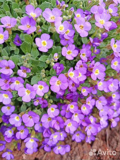 Многолетники садовые