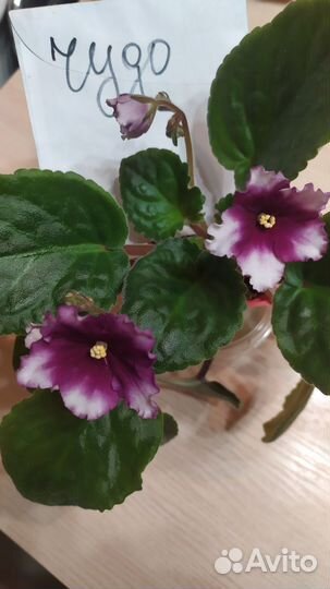 Сортовые фиалки