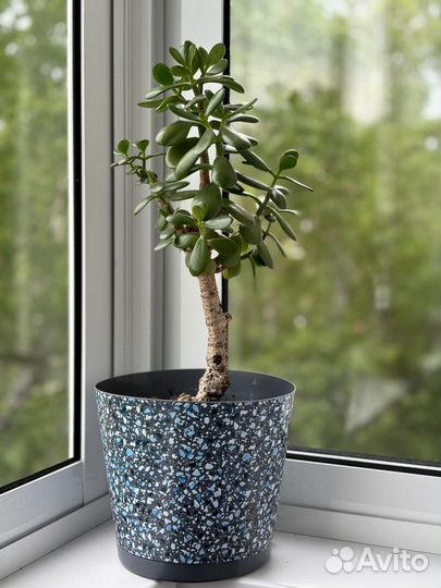 Денежное дерево толстянка крассула